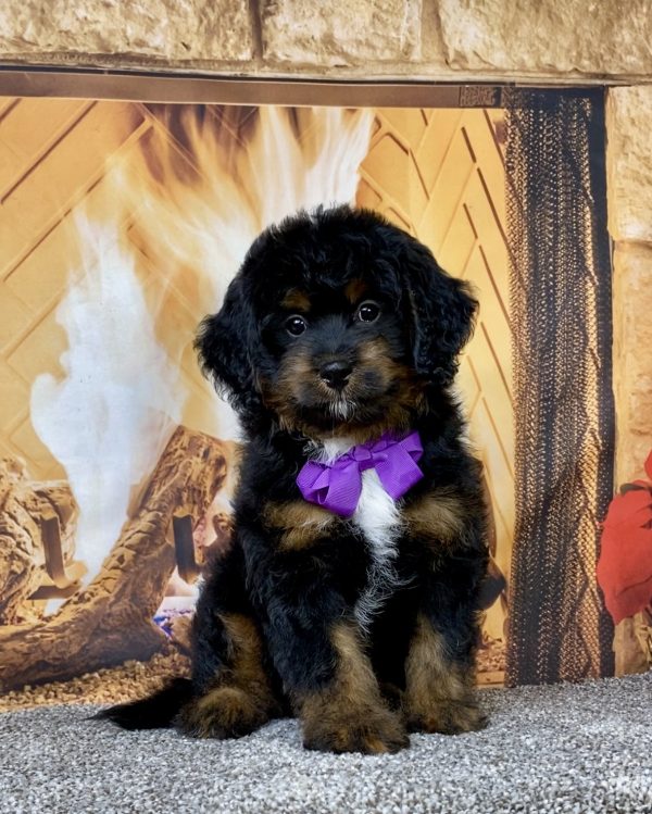Ms. Amy the  Mini-Bernedoodle puppy