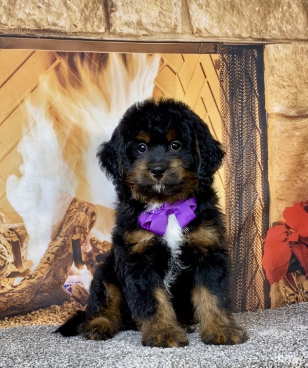 Photo of Ms. Amy the Mini-Bernedoodle puppy