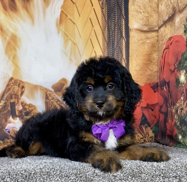 Photo of Ms. Amy the Mini-Bernedoodle puppy