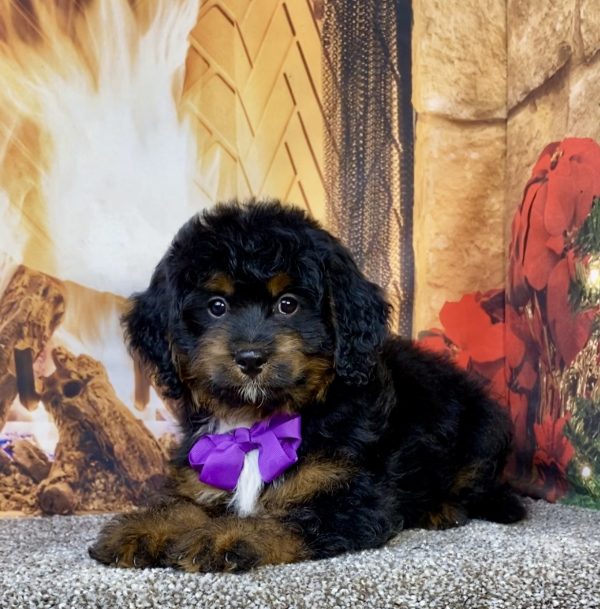 Photo of Ms. Amy the Mini-Bernedoodle puppy