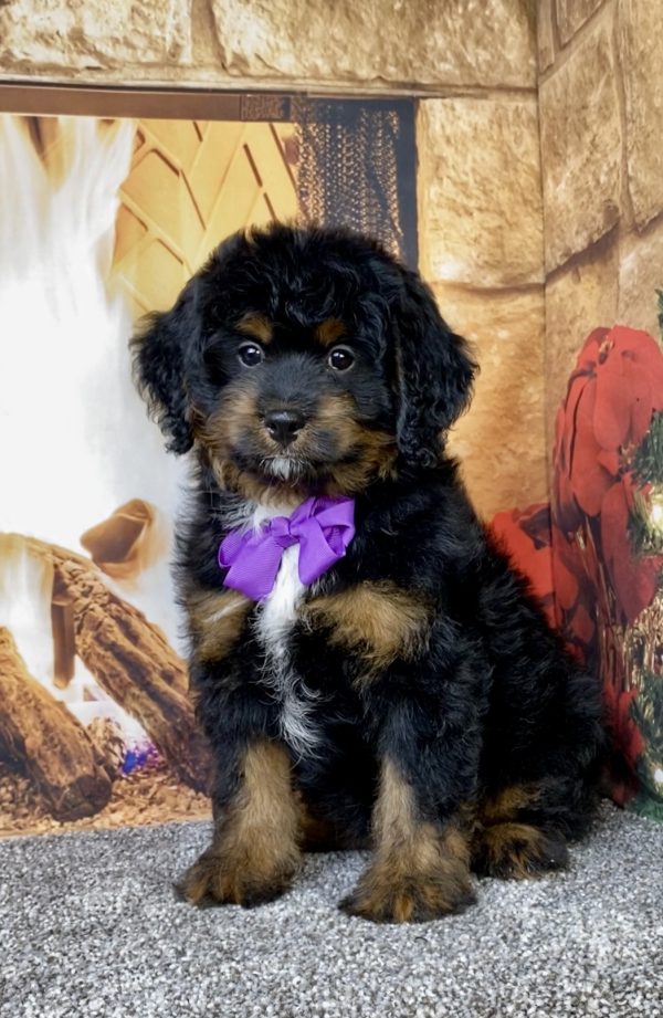 Photo of Ms. Amy the Mini-Bernedoodle puppy