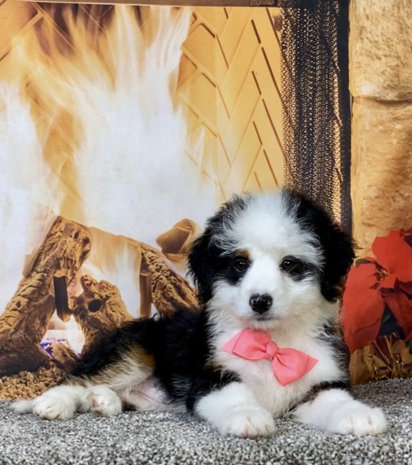Photo of Ms. Angel the Mini-Bernedoodle puppy