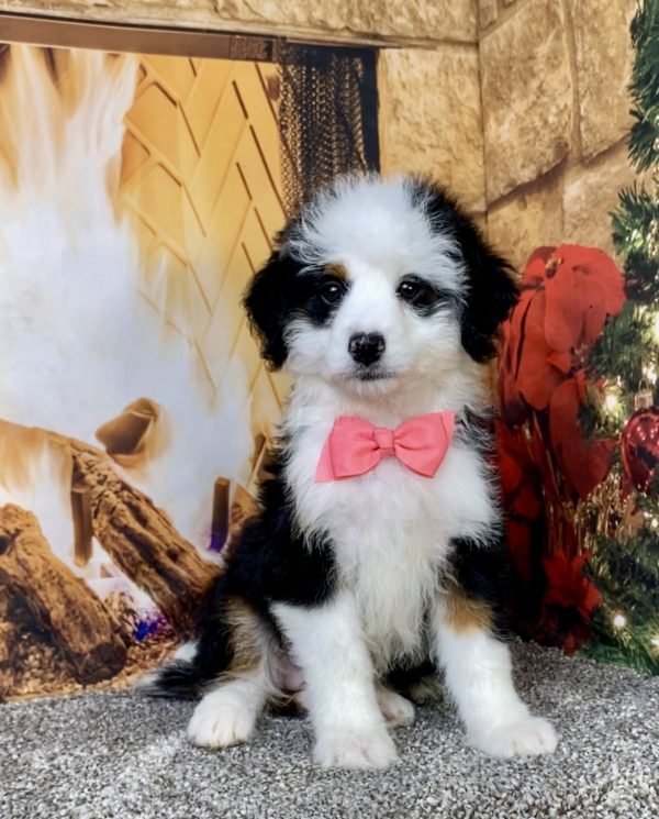 Photo of Ms. Angel the Mini-Bernedoodle puppy