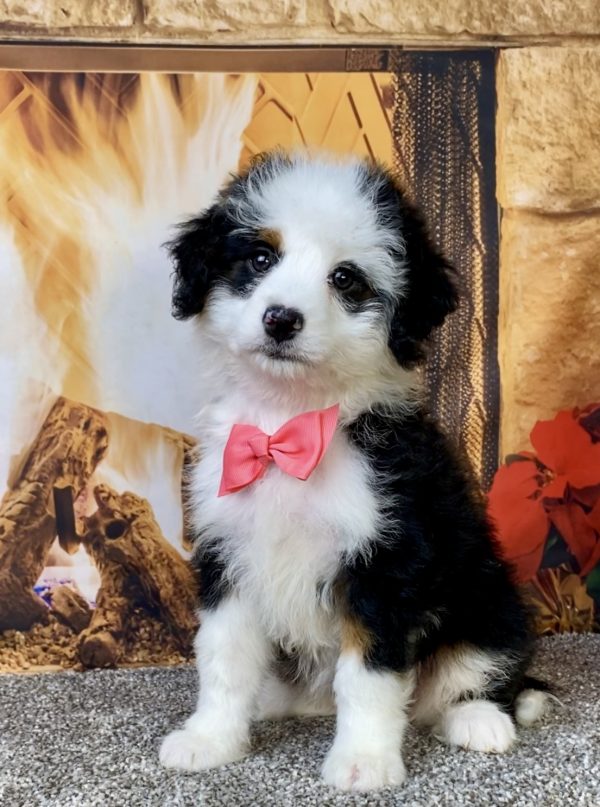 Ms. Angel the  Mini-Bernedoodle puppy