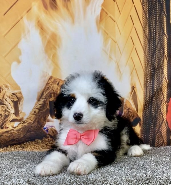 Photo of Ms. Angel the Mini-Bernedoodle puppy