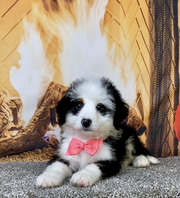 Photo of Ms. Angel the Mini-Bernedoodle puppy