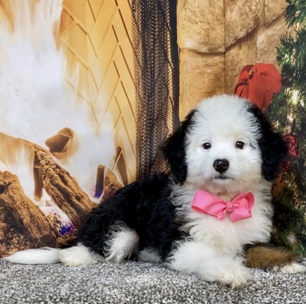 Ms. Angie the  Mini-Bernedoodle puppy
