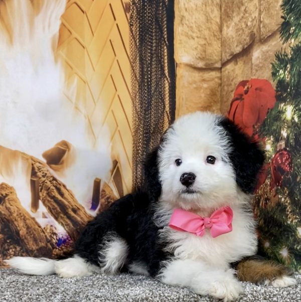 Photo of Ms. Angie the Mini-Bernedoodle puppy