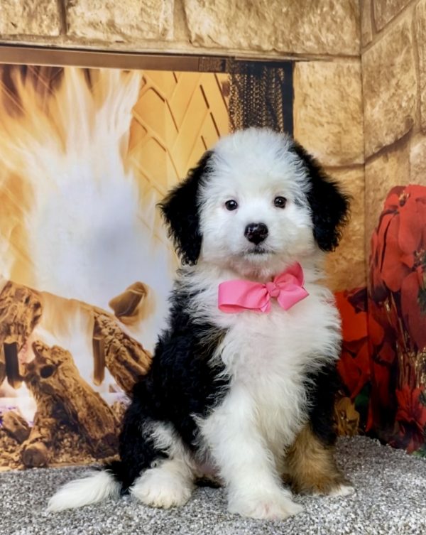 Photo of Ms. Angie the Mini-Bernedoodle puppy