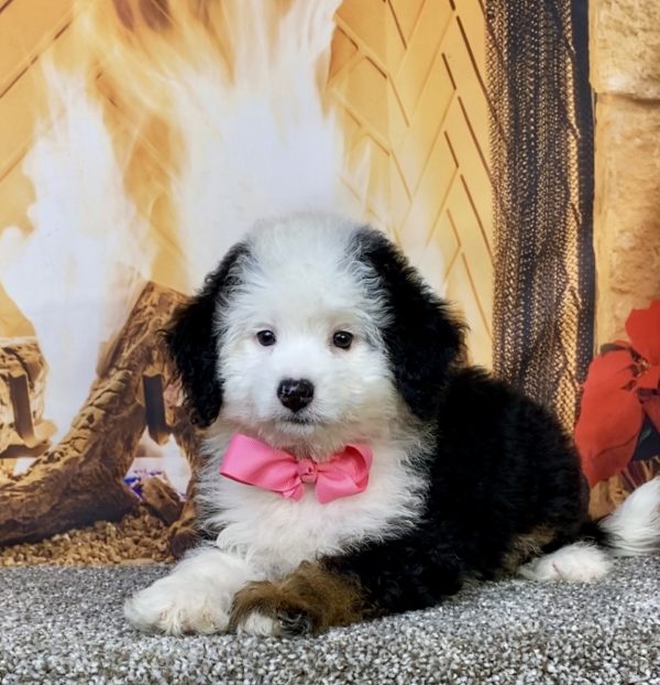 Photo of Ms. Angie the Mini-Bernedoodle puppy