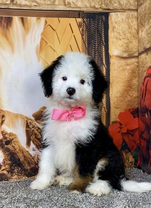 Ms. Angie the  Mini-Bernedoodle puppy