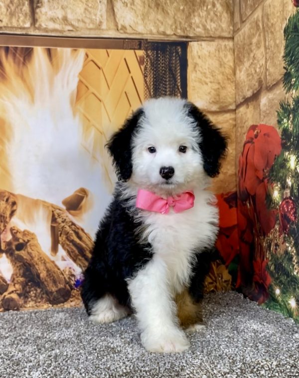 Photo of Ms. Angie the Mini-Bernedoodle puppy