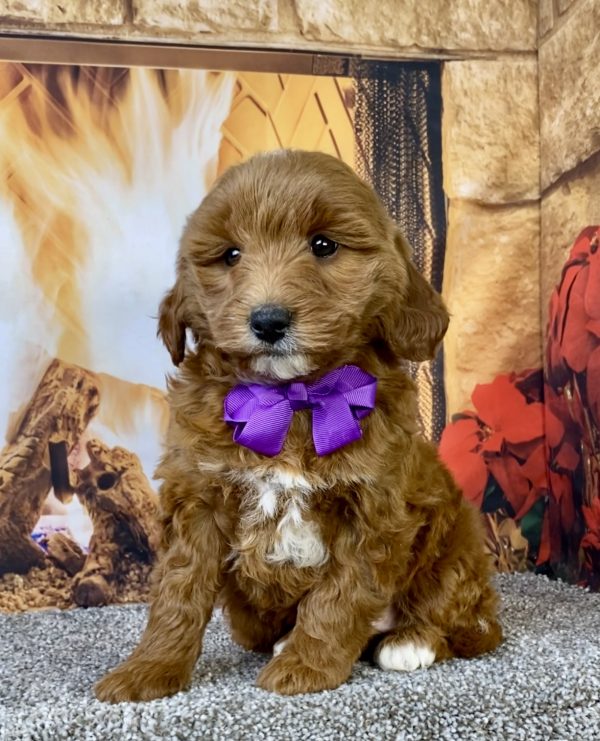 Ms. Daffodil the F1B Micro Mini-Goldendoodle puppy