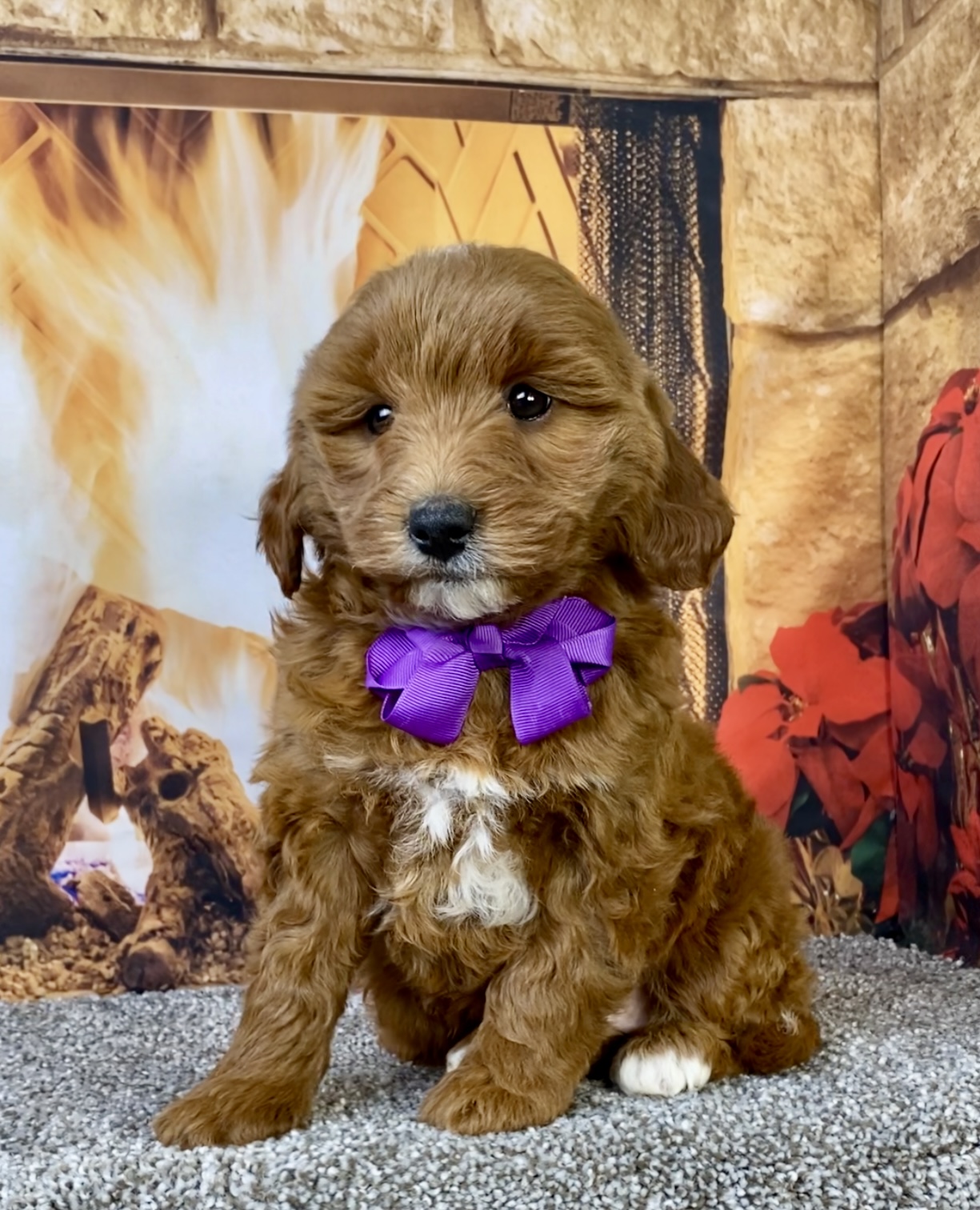 Photo of Ms. Daffodil the F1B Micro Mini-Bernedoodle puppy