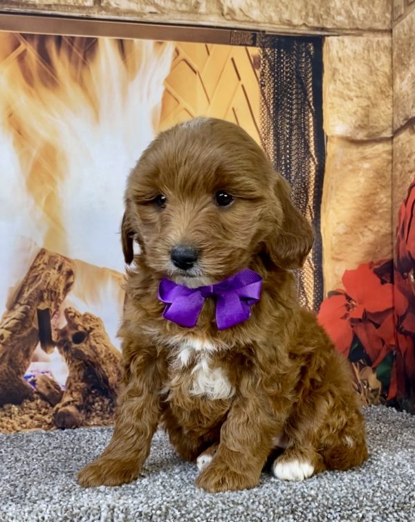 Photo of Ms. Daffodil the F1B Micro Mini-Bernedoodle puppy