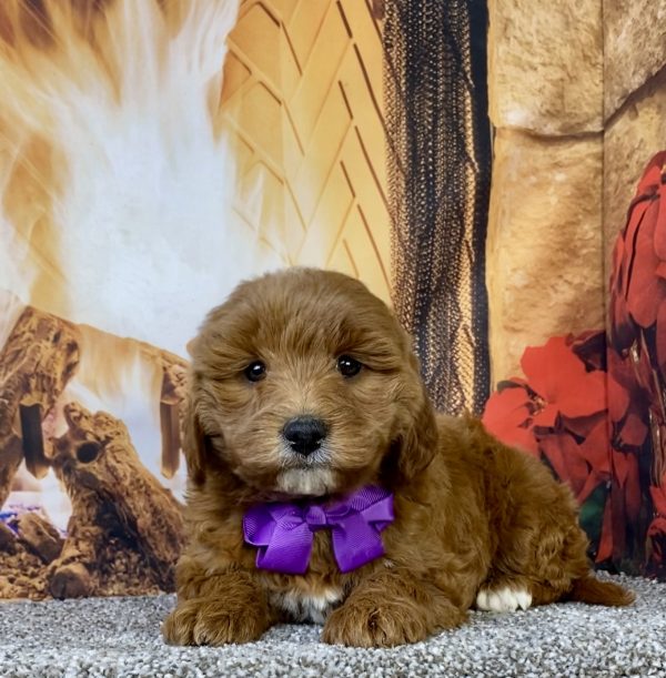 Photo of Ms. Daffodil the F1B Micro Mini-Bernedoodle puppy