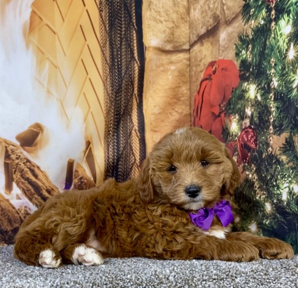 Photo of Ms. Daffodil the F1B Micro Mini-Bernedoodle puppy