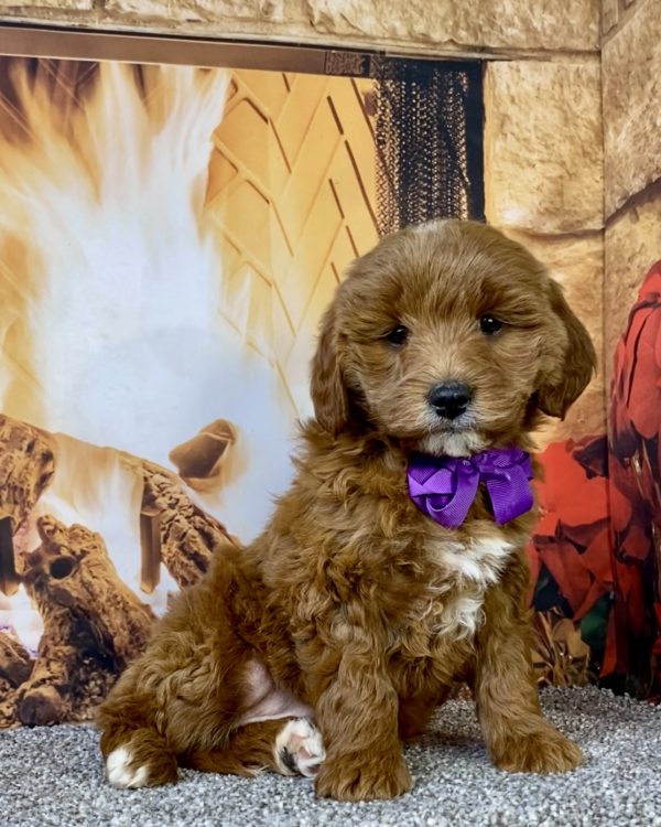 Photo of Ms. Daffodil the F1B Micro Mini-Bernedoodle puppy