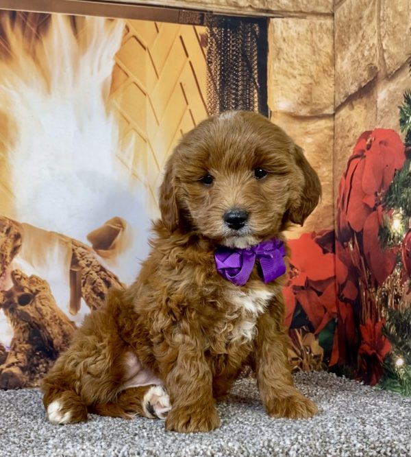 Photo of Ms. Daffodil the F1B Micro Mini-Bernedoodle puppy