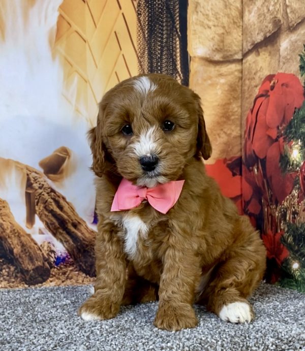 Ms. Daisy the F1B Micro Mini-Goldendoodle puppy