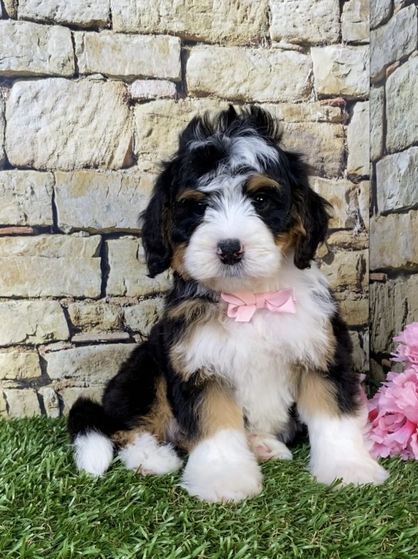 Photo of Ms. Paisley the Mini-Bernedoodle puppy