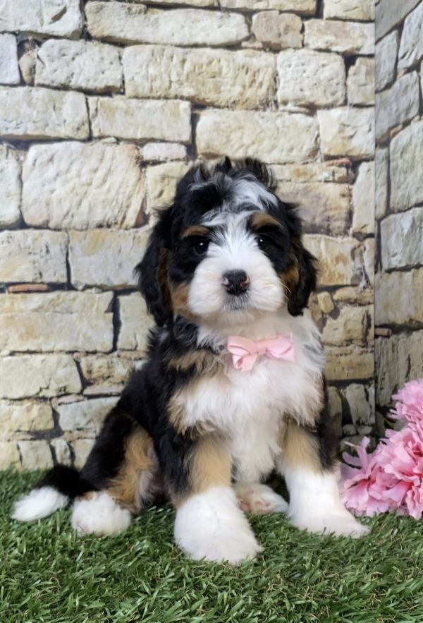 Ms. Paisley the  Mini-Bernedoodle puppy