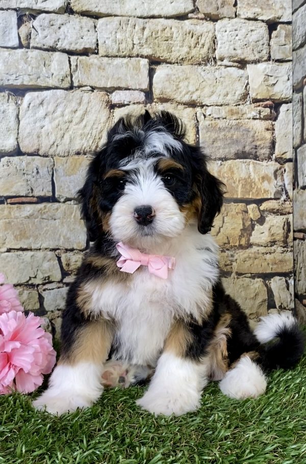 Photo of Ms. Paisley the Mini-Bernedoodle puppy