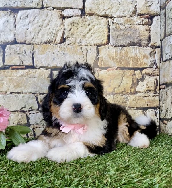 Photo of Ms. Paisley the Mini-Bernedoodle puppy