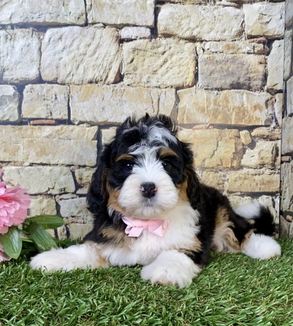 Photo of Ms. Paisley the Mini-Bernedoodle puppy