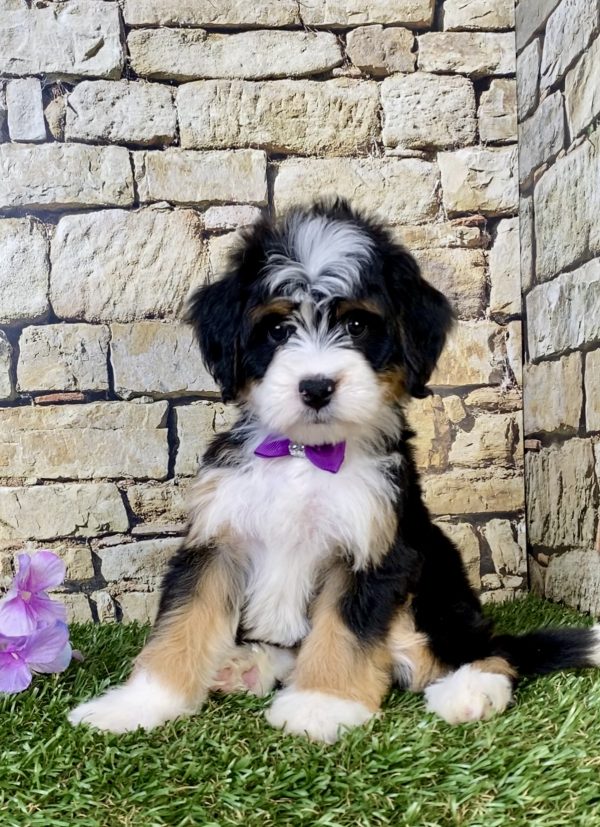 Ms. Pearl the  Mini-Bernedoodle puppy