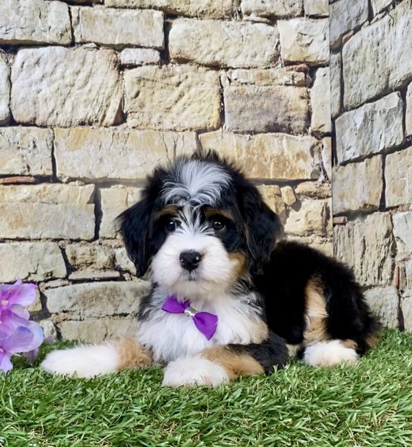 Photo of Ms. Pearl the Mini-Bernedoodle puppy