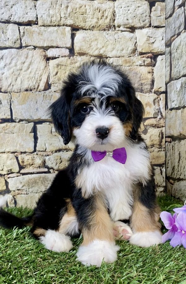 Photo of Ms. Pearl the Mini-Bernedoodle puppy