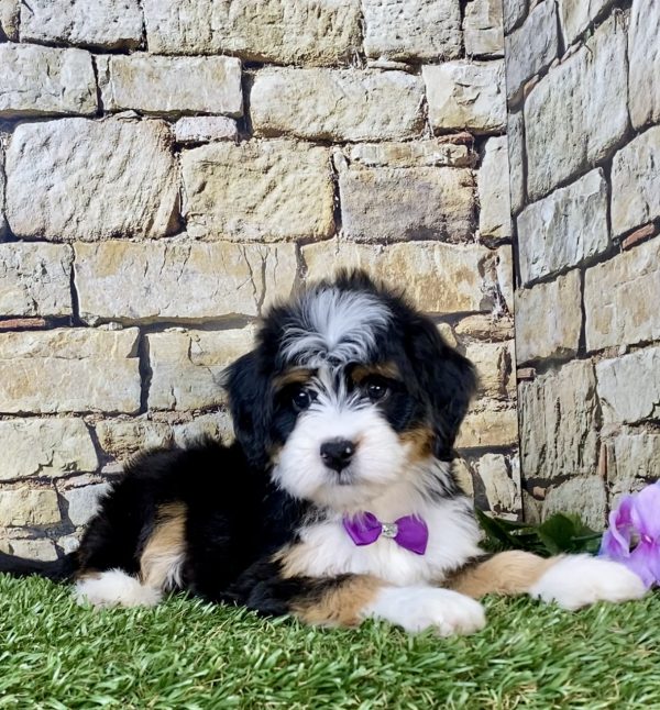 Photo of Ms. Pearl the Mini-Bernedoodle puppy
