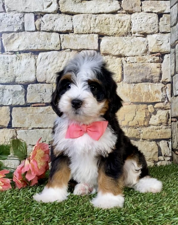 Ms. Poppy the  Mini-Bernedoodle puppy
