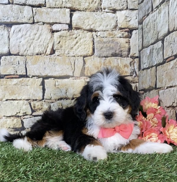 Photo of Ms. Poppy the Mini-Bernedoodle puppy