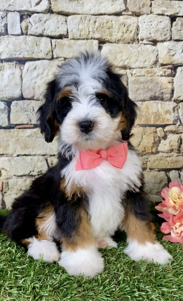 Photo of Ms. Poppy the Mini-Bernedoodle puppy