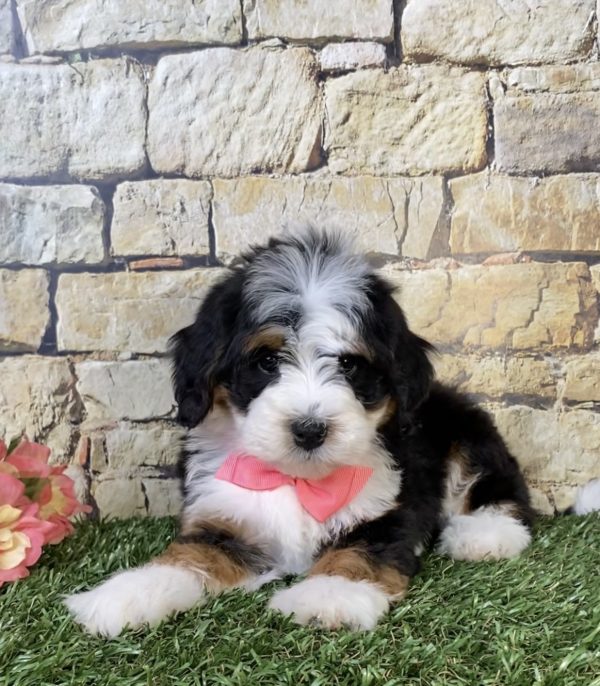 Photo of Ms. Poppy the Mini-Bernedoodle puppy
