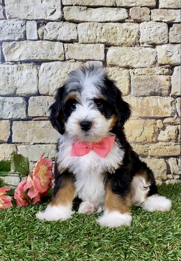 Photo of Ms. Poppy the Mini-Bernedoodle puppy