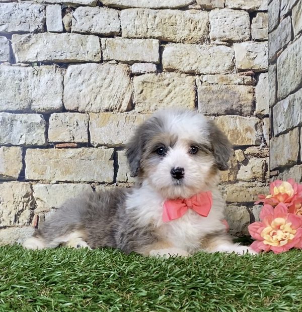 Ms. Rita the Mini-Bernedoodle puppy