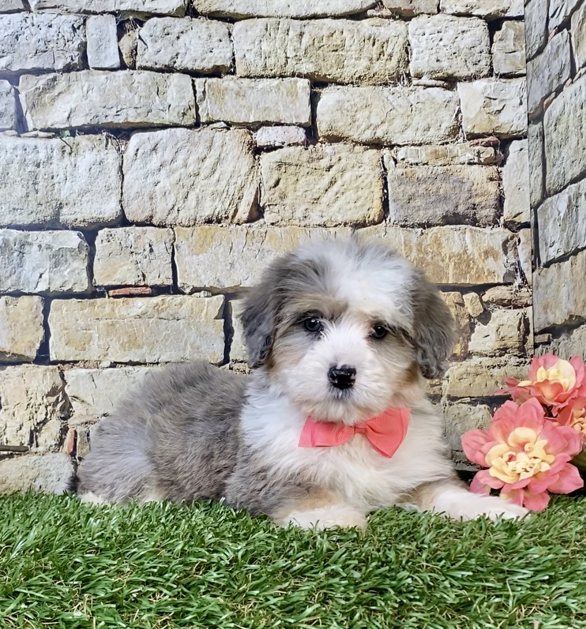 Photo of Ms. Rita the Mini-Bernedoodle puppy