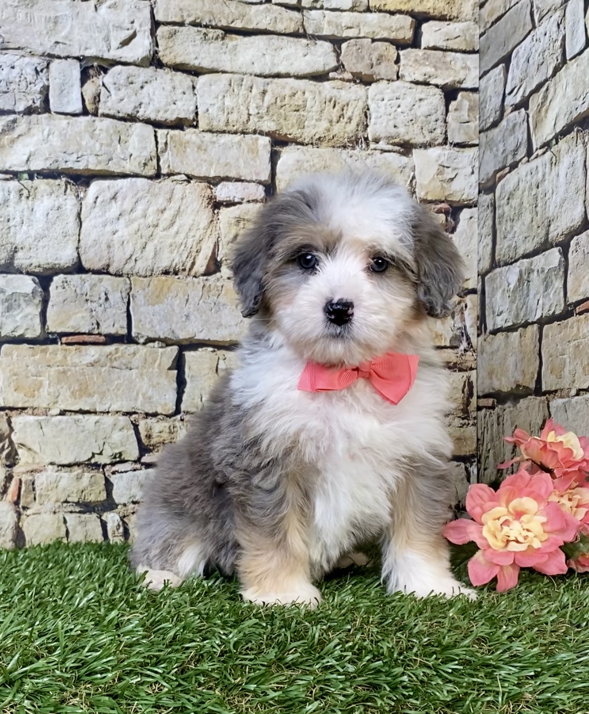 Photo of Ms. Rita the Mini-Bernedoodle puppy