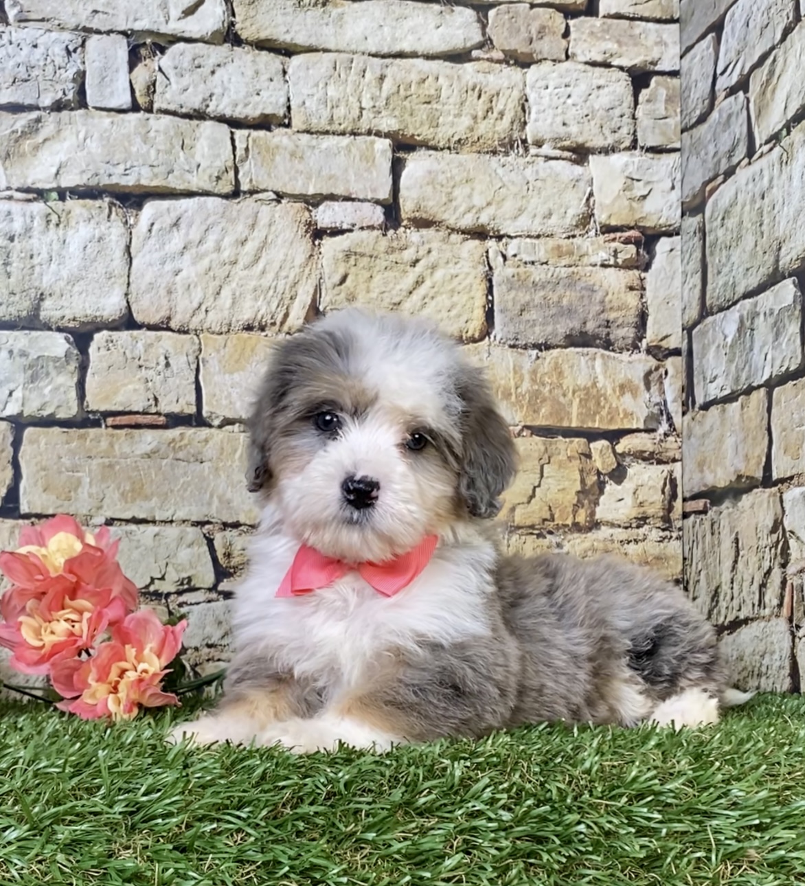 Photo of Ms. Rita the Mini-Bernedoodle puppy