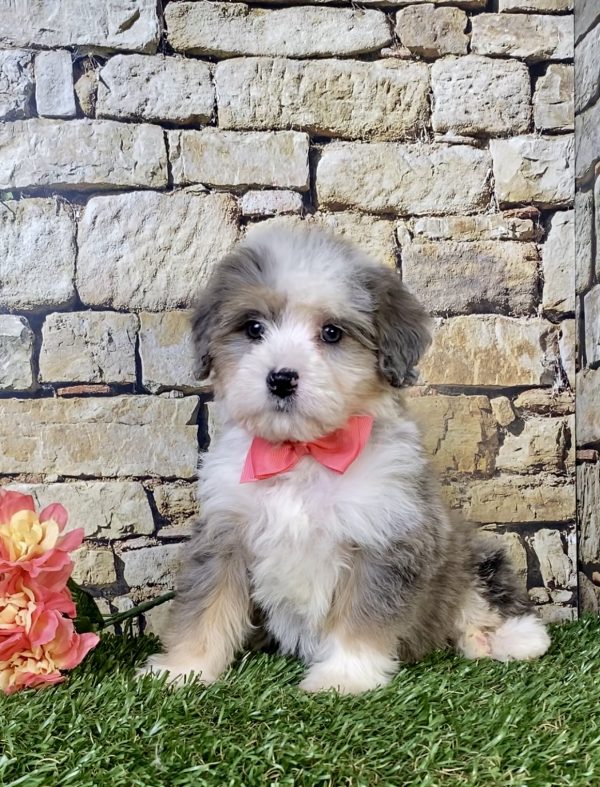 Photo of Ms. Rita the Mini-Bernedoodle puppy