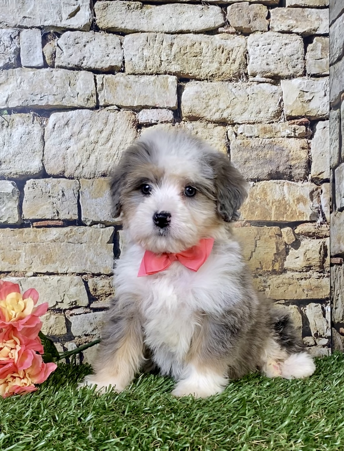 Photo of Ms. Rita the Mini-Bernedoodle puppy