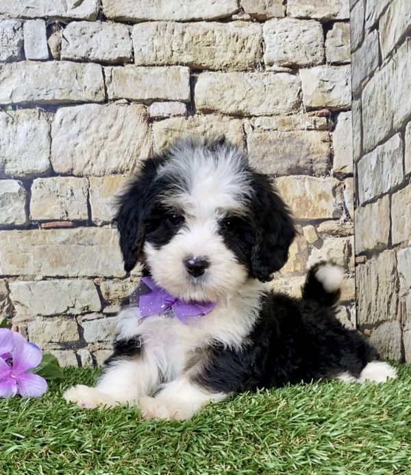 Ms. Rose the Mini-Bernedoodle puppy