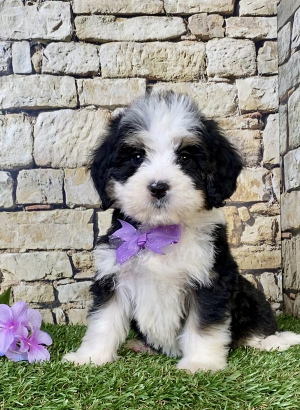 Ms. Rose the Mini-Bernedoodle puppy
