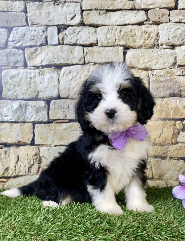 Photo of Ms. Rose the Mini-Bernedoodle puppy
