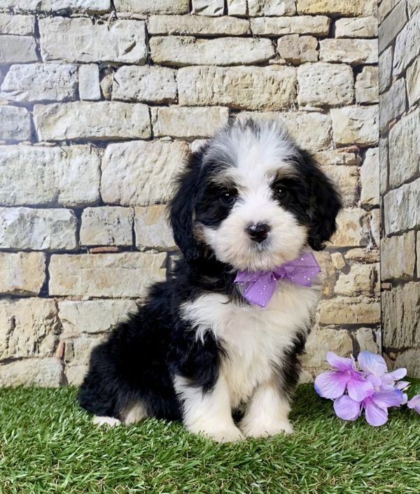 Photo of Ms. Rose the Mini-Bernedoodle puppy
