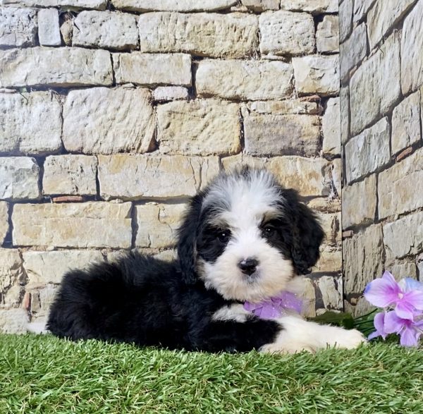 Photo of Ms. Rose the Mini-Bernedoodle puppy