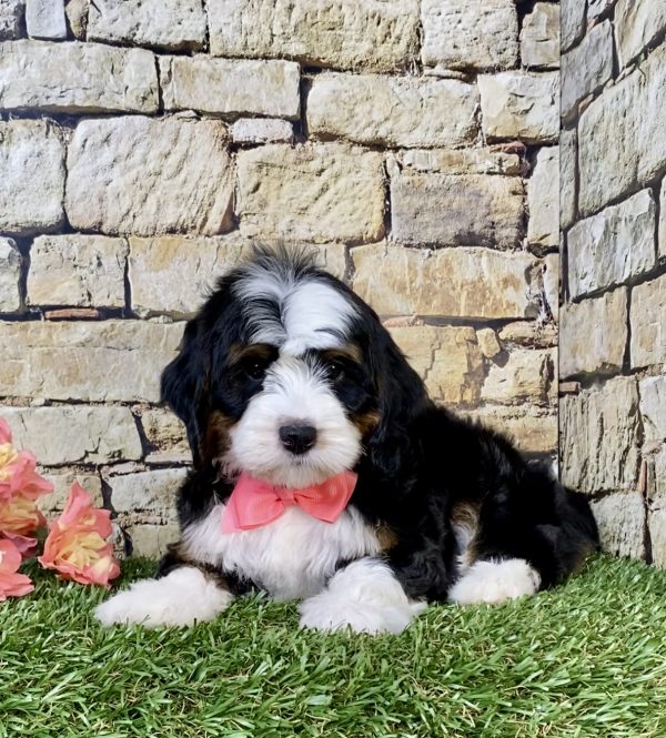 Photo of Ms. Tesla the Mini-Bernedoodle puppy